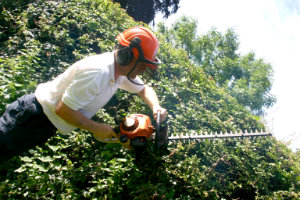 Hedge Trimming Whetstone